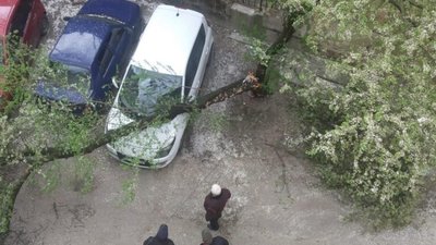 У центрі Львова впало дерево (ФОТО)