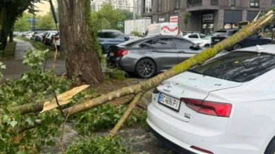 У Львові дерева пошкодили автомобілі