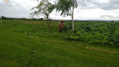 На Львівщині триває активна боротьба з тоскичним борщівником