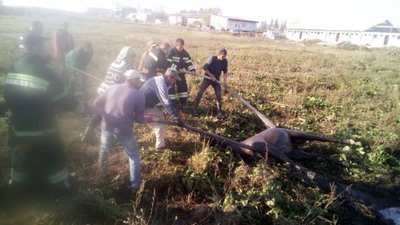 На Львівщині врятували коня