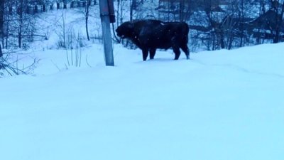 На Львівщині зубри виходять з лісу і об’їдають селян (ФОТО)