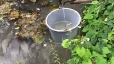 Поблизу Львова свиноферма зливає відходи в річку (ВІДЕО)