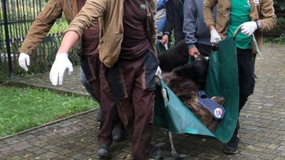 У притулок "Домажир" привезли нову ведмедицю (ФОТО)