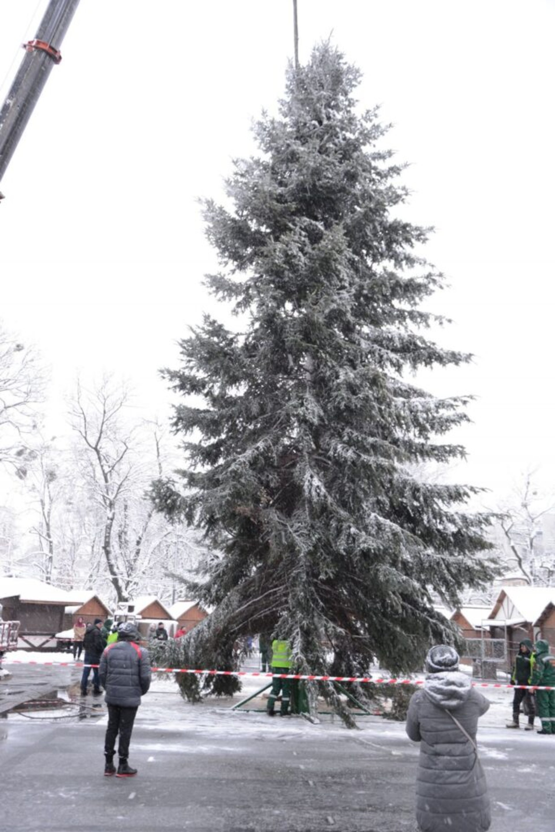 На площі перед Оперним театром встановили головну ялинку міста Львова, фото ЛМР