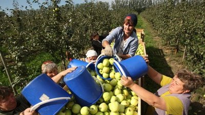 Польські садівники скаржаться на нестачу українських заробітчан