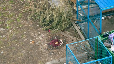 В кінці березня у Львові городяни викидають ялинки на смітники (ФОТО)