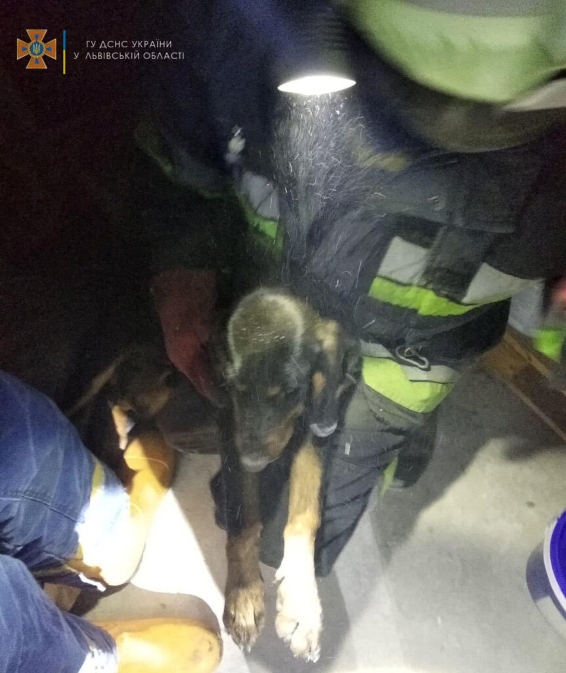 У Дрогобичі, що на Львівщині, надзвичайники врятували собаку, який застряг між металевим гаражем і складом