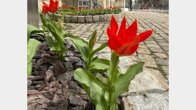 У Львові зацвіли перші тюльпани
