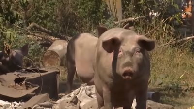 Безпритульні свині тримають у страху ціле село (ВІДЕО)