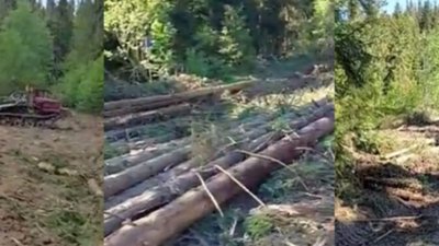 У сезон тиші на Турківщині проводять рубку-переформування (ВІДЕО)