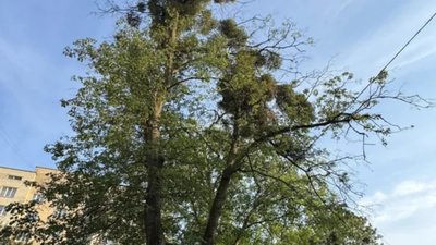 У Львові просять зрізати аварійні дерева (ФОТО)