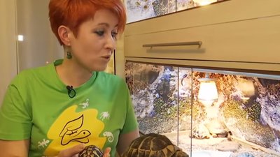 У Львові волонтери доглядають за черепахами, від яких відмовляються власники (ВІДЕО)