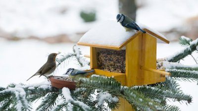 На Львівщині пройде акція «Нагодуй птахів взимку»