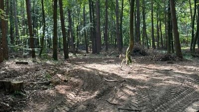 В елітному селищі біля Львова знищують ліс