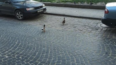 Як під час карантину у Львові вулицями гуляють качки (ФОТО)