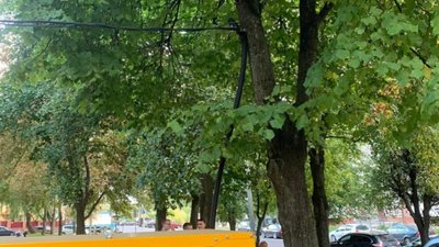 У Львові у спальному районі знищують дерева