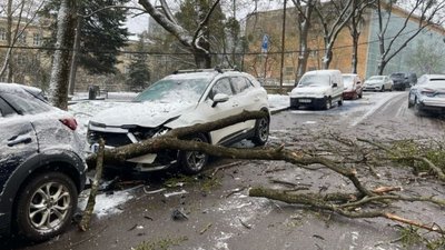 У Львові негода пошкодила автомобілі (ФОТО)