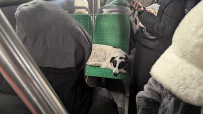 У Львові песик подорожує вулицями (ФОТО)