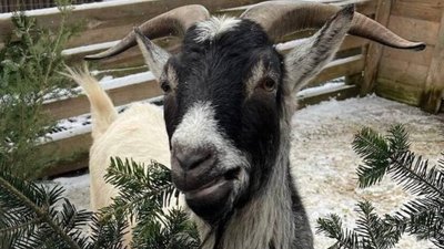 У Львові кози з’їдять висушені ялинки