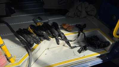 На Львівщині викрили партію бурштину (ФОТО)