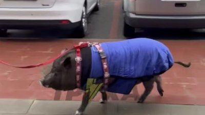 У Львові знову вигулювали місцеву знаменитість