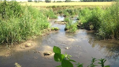 У селі на Львівщині поле підтоплює нечистотами (ФОТО, ВІДЕО)