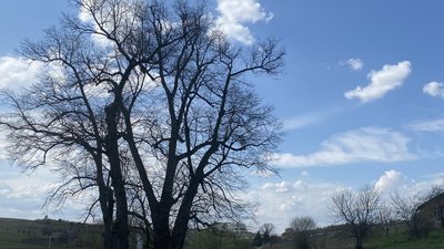 Біля старовинної статуї Яна Непомуцького на Бібреччині полікували чотири півторастолітні липи (ФОТО)