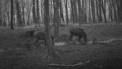 У Рава-Руському лісовому господарстві планують використовувати фотопастки для боротьби зі сміттям