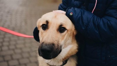 Завдяки благодійникам ЛКП «Лев» закупило 15 кг корму для собак