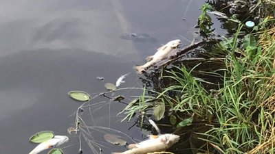 У Львові в озері гине риба (ФОТО, ВІДЕО)