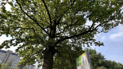У Львові з’явилася пам’ятка природи місцевого значення «Сихівський дуб»