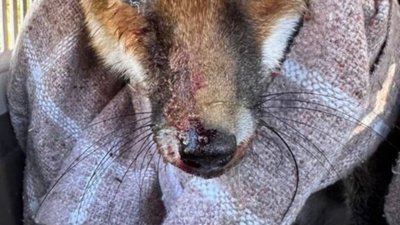 У Львові автомобіль збив лисичку