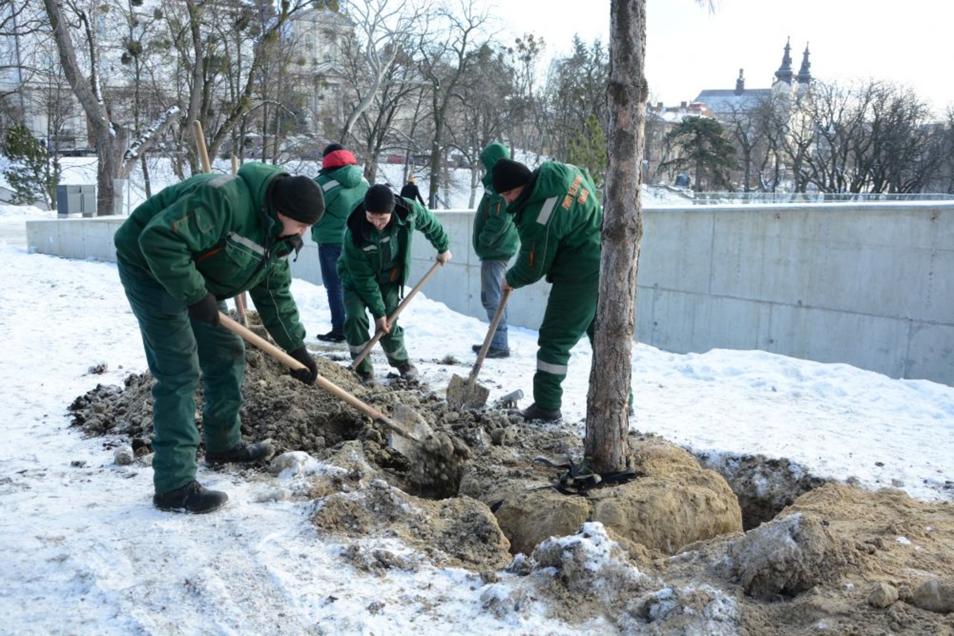 У Львові на Меморіалі пам’яті Героїв Небесної Сотні висадили сосни, фото ЛМР