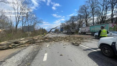 Біля Львова дерево перекрило рух (ФОТО)