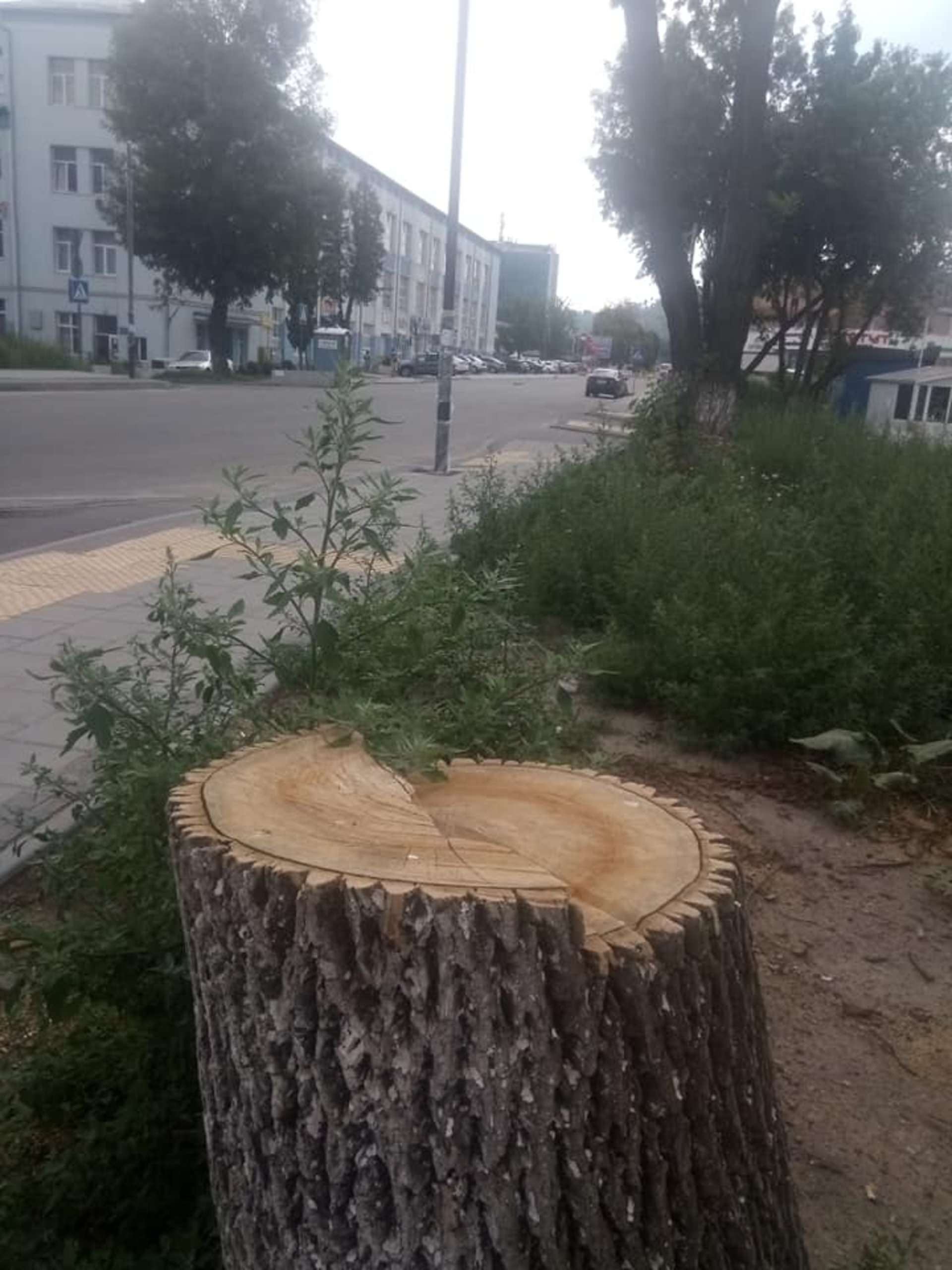 У Львові зрізали здорові дерева, фото Гаряча лінія міста Львова