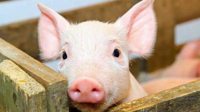 Масштабний спалах АЧС на  Львівщині, спричинив скорочення поголів’я свиней в Україні