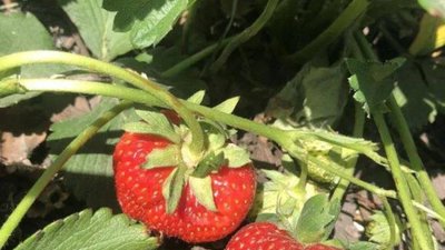 На Львівщині можна заробити, збираючи полуницю