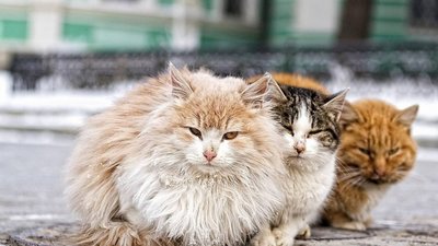 У Львові підрахують безпритульних котів