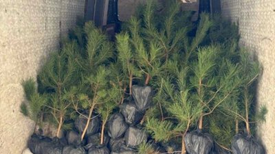 Біля Львова висадили 90 молодих сосен