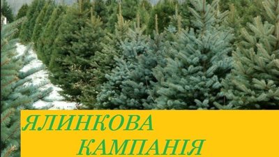 Держлісагенство повідомило ціни на новорічні ялинки