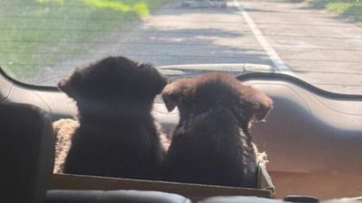 У Львові на вулицю викинули цуценят
