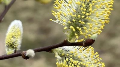 На Львівщині уже зацвіла верба (ФОТО)