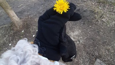 У парках Львова перед Водохрещем розцвіли кульбаби (ФОТОФАКТ)