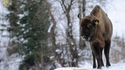 Національний природний парк «Сколівські Бескиди» відзначає 20-річчя