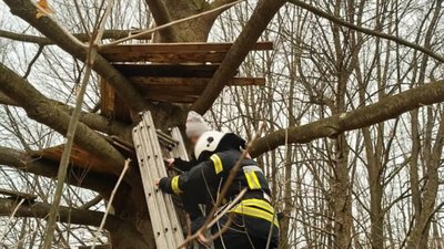 На Львівщині рятувальники зняли дитину з дерева (ФОТО)