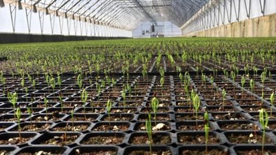 У Брюховичах запрацює інноваційний лісорозсадницький комплекс
