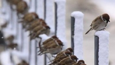Зі Львова втікають горобці