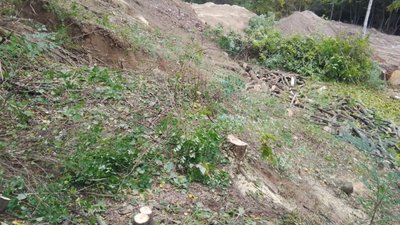 У Львові вирубали дерева