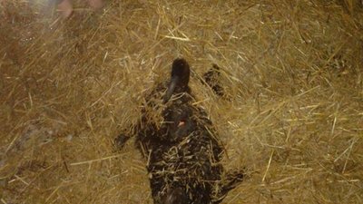 На Львівщині  рятувальники витягли з каналу зубра