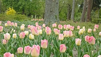 У Львові зацвіли тюльпани (ФОТО)